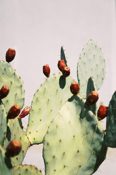 cactus with buds