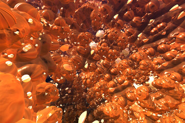 3d abstract background with bubble element