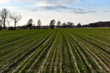Zielone pole z zasianym zbożem na wsi.