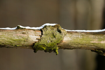 Winter in the forest and in the nature reserve, snow on the branches, white winter in beautiful forests, a lot of snow, snow-covered branches, green color from algae and moisture