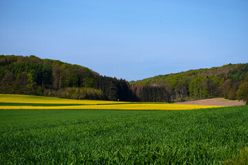 Raspfeld zum Frühjahr am Waldrand