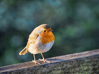 English Robin at Seaton Wetlands
