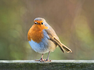 English Robin at Seaton Wetlands
