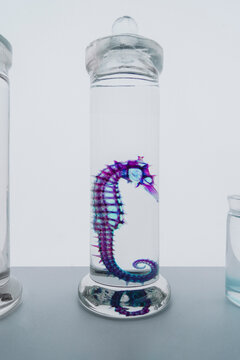 purple seahorse specimen.