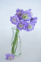 Scabious flowers close-up .Beautiful bouquet of purple flowers.