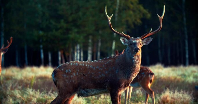 Sika deer buck in the morning. The animal stands in full growth. Beautiful deer at sunrise in the wild.