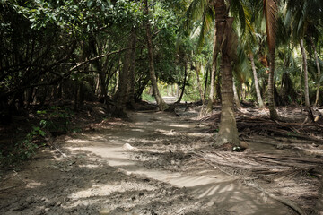 The jungle after the rains
