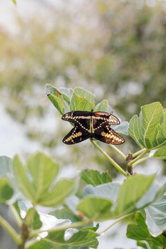Close up of black and yellow butterflies on fig leaf 