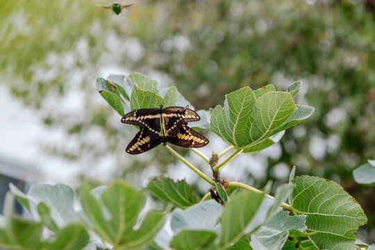 Black and yellow butterflies on fig tree 