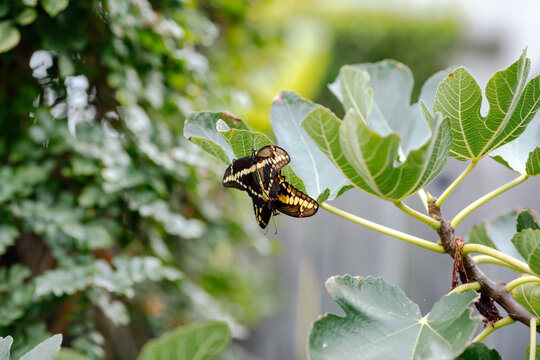 Black and yellow butterflies mating on fig tree 