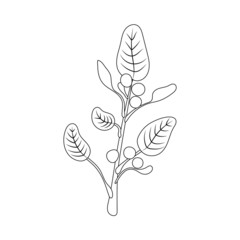 Ashwagandha, Outline illustration, ayurvedic herb, outline black and white.