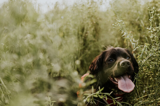 Dog in the Grass with His Tongue Out