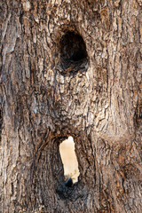 hollow and holes in the trunk of an old olive tree