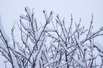 winter forest in the winter, trees in winter,snow covered trees, snow on the branches of a tree, snow covered branches, snow on the branches