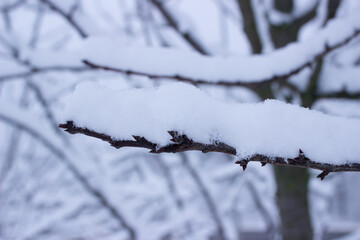 winter forest in the winter, trees in winter,snow covered trees, snow on the branches of a tree, snow covered branches, snow on the branches