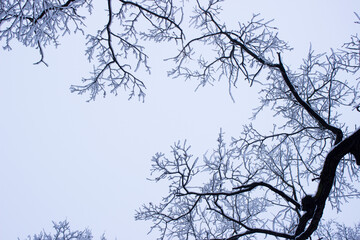 winter forest in the winter, trees in winter,snow covered trees, snow on the branches of a tree, snow covered branches, snow on the branches