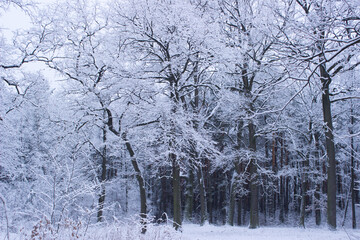winter forest in the winter, trees in winter,snow covered trees, snow on the branches of a tree, snow covered branches, snow on the branches