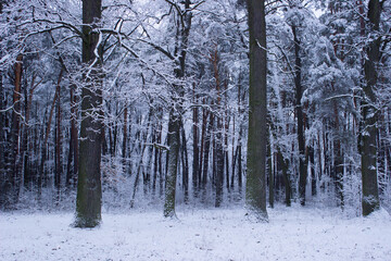 winter forest in the winter, trees in winter,snow covered trees, snow on the branches of a tree, snow covered branches, snow on the branches