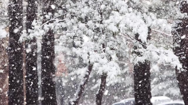 Snow falling on the pine trees and the winter scenery
