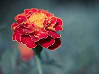Marigold flower on a blurry background, macro photo.