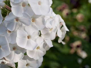 Naklejka na ściany i meble An inflorescence of white phlox flowers, a close-up picture. Beautiful white flowers.