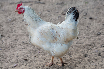 Home-made ordinary chicken walks around the yard.
