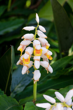 shell ginger plant