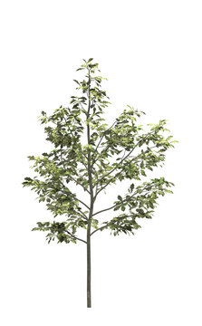 silhouette deciduous tree, 3D illustration, cg render