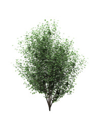Obraz premium silhouette deciduous tree, 3D illustration, cg render