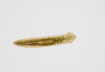 Planarian parasite (flatworm) under microscope view.