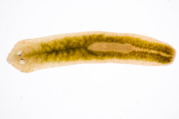 Planarian parasite (flatworm) under microscope view.