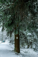 Schöne Winterlandschaft auf den Höhen des Thüringer Waldes bei Schmiedefeld - Thüringen