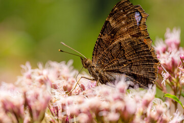 Side shot of a peacock butterfly Aglais io butterfly on a pink flower
