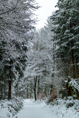Schöne Winterlandschaft auf den Höhen des Thüringer Waldes bei Schmiedefeld - Thüringen