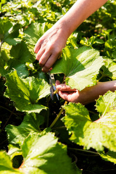 Coltsfoot (Tussilago farfara) harvest
