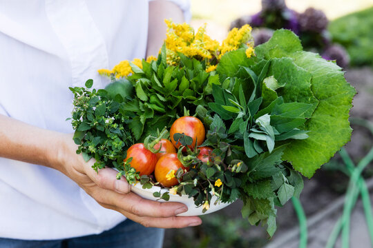 Woman holding bowl of harvested wild herbs sorrel, oregano, coltsfoot, herb gerard, nettle, goldenrod and tomatoes