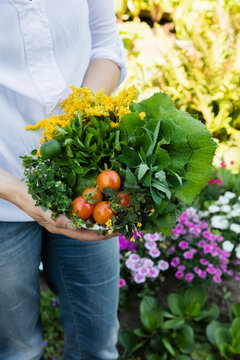 Woman holding bowl of harvested wild herbs sorrel, oregano, coltsfoot, herb gerard, nettle, goldenrod and tomatoes