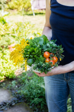 Woman holding bowl of harvested wild herbs sorrel, oregano, coltsfoot, herb gerard, nettle, goldenrod and tomatoes
