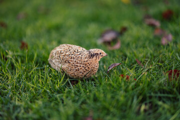 Curious cute quail, familiarizing itself with the nature around it.