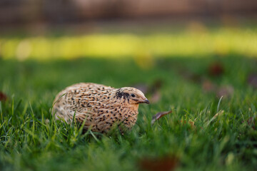 Tiny quail, relaxing between the blades of grass in the park.