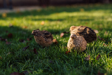Picture of a flock of happy quails, running around the park.