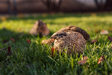 Closeup pitcture of a small bird, showing off it's feathers to other birds.