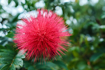 Albizia julibrissin