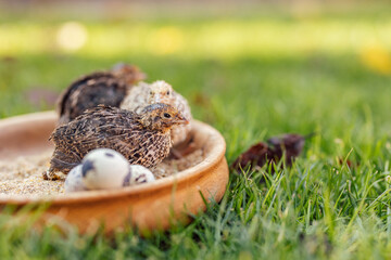 Three cute quails, taking care of each other and their eggs.