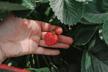 Close-up of cropped hand holding strawberry at yard