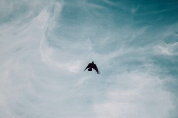 the bird soars in the blue sky