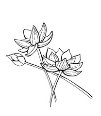 vector drawing of a lotus in a graph