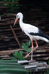 White Stork standing in the grass in Zoo Endangered Oriental Stork foraging