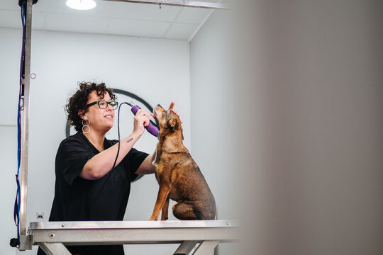 Female groomer trimming dog fur