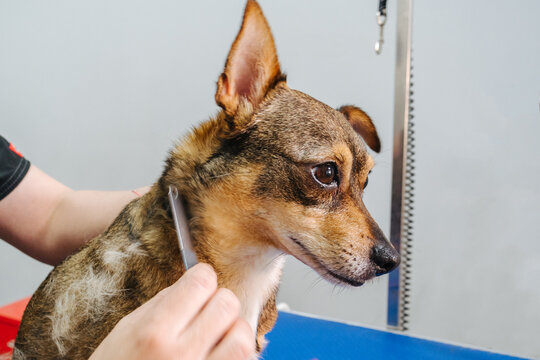 Unrecognizable groomer brushing dog